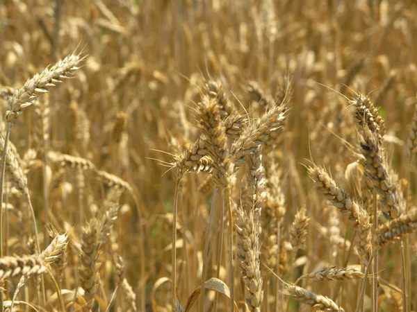 Harvest Field — Stock Photo, Image