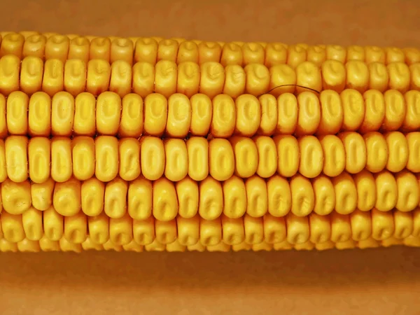 Kukorica kukorica — Stock Fotó