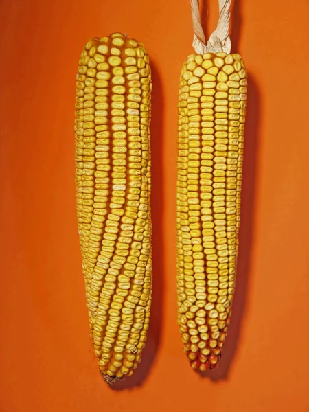 Maíz de maíz —  Fotos de Stock