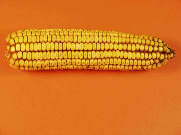 Kukorica kukorica — Stock Fotó