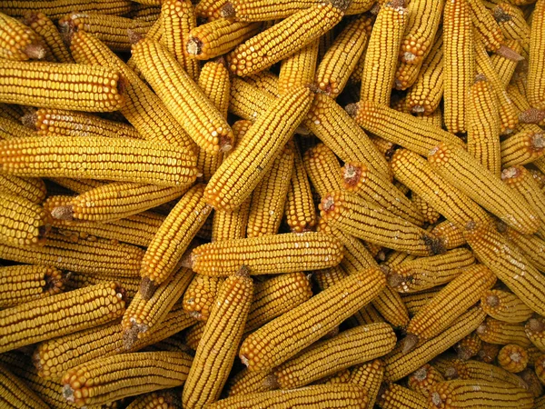 Stock image Corn cob