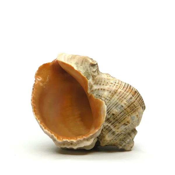 stock image Beautifull sea shell