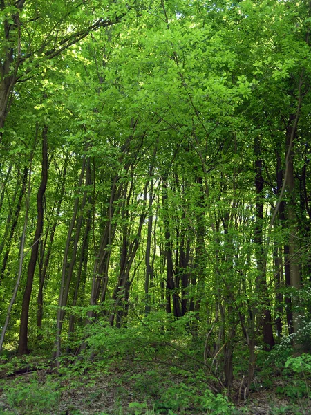 stock image Green Forest