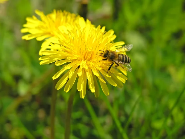 stock image Bee on flower