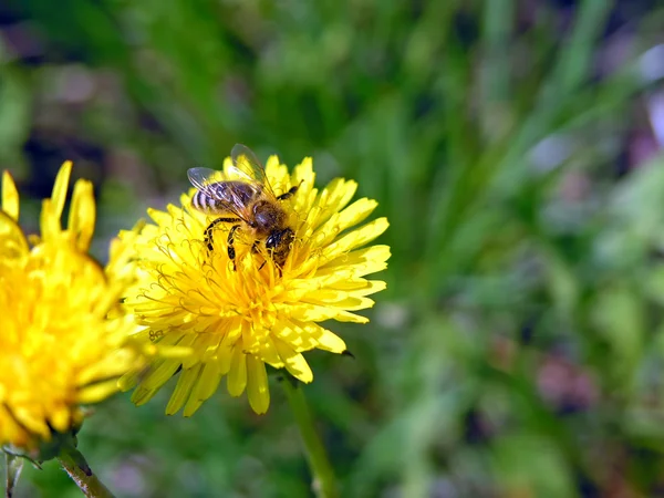 stock image Bee on flower