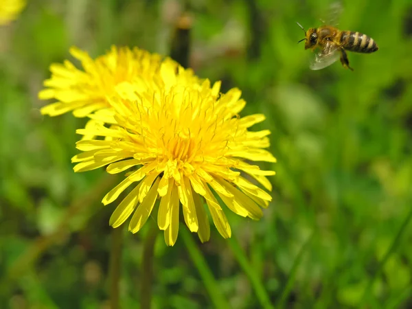 stock image Bee on flower