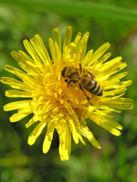 stock image Bee on flower