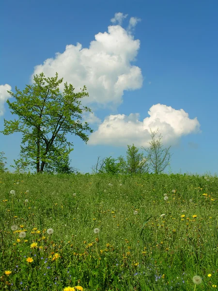 Green Field and blue sky — Stock Photo, Image