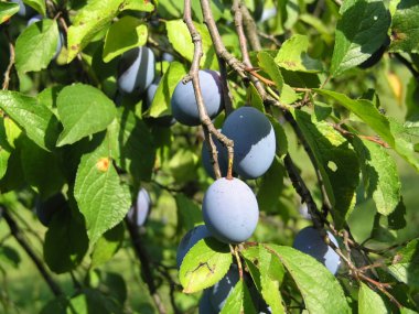 Plums on tree clipart