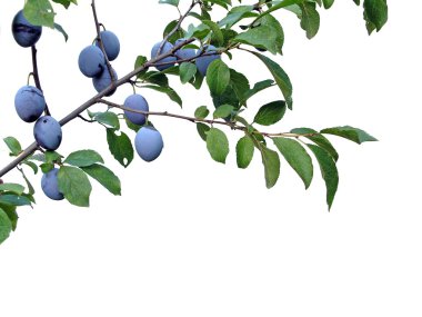 Plums Plum fruit on brunch clipart