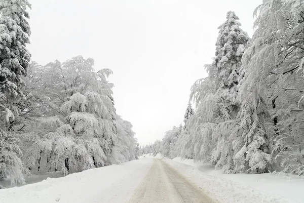 Дорога в снігу — стокове фото