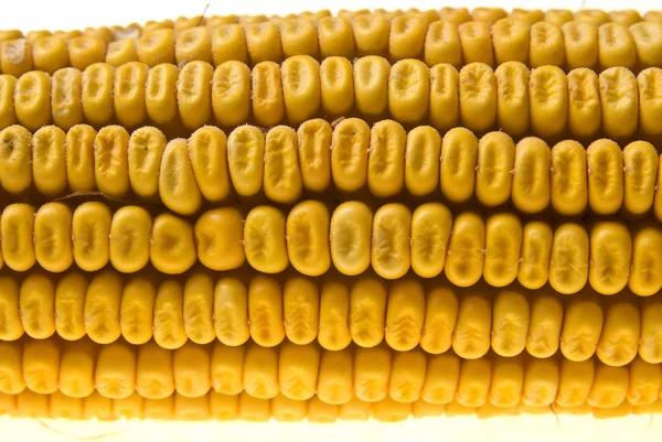 Corn Corncob — Stock Photo, Image