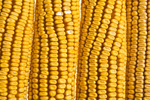 Kukorica kukoricacsutka őrlemény — Stock Fotó