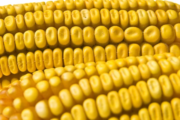 옥수수 corncob — 스톡 사진