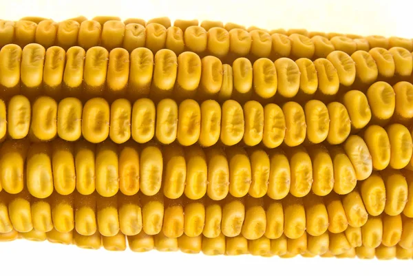 Maïs maïskolf — Stockfoto