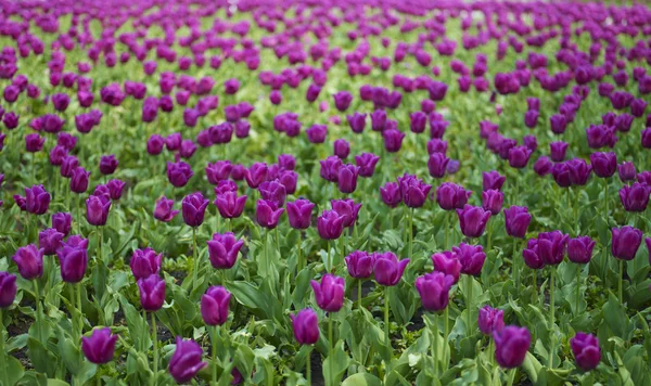 Veld voor tulip — Stockfoto