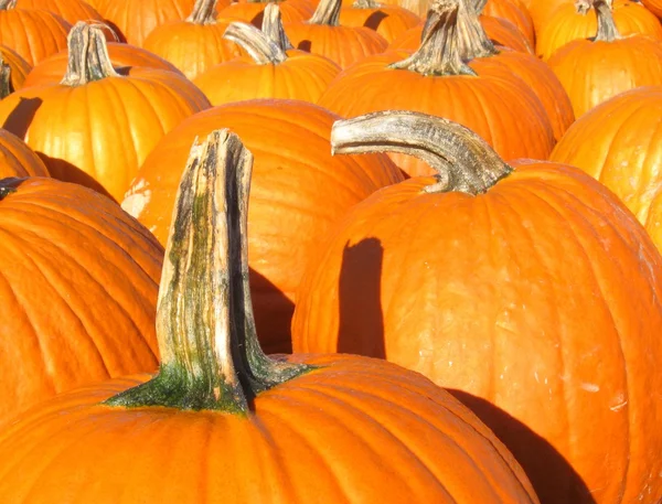 stock image Pumpkin family