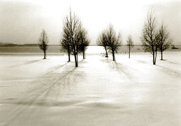 stock image Trees in snowlandscape