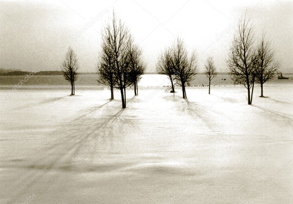 Trees in snowlandscape