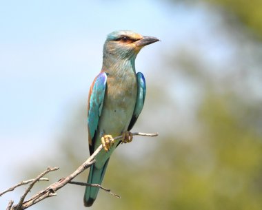 Habeş silindir (Coracias garrulus)