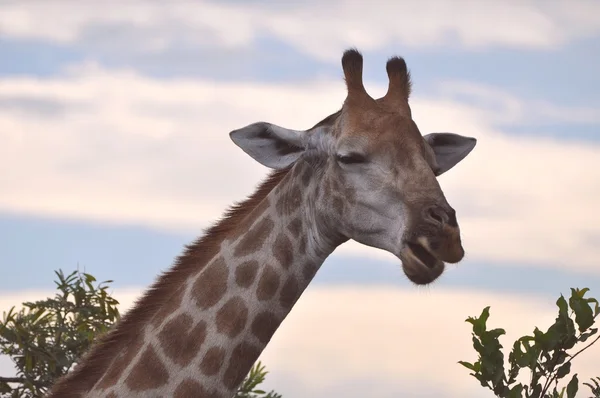 Smyling giraffo — Stock fotografie