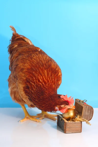 Gallina marrón con huevo de Pascua dorado — Foto de Stock