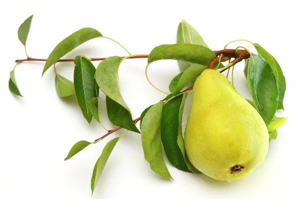 Fresh ripe pear with the branch Stock Picture