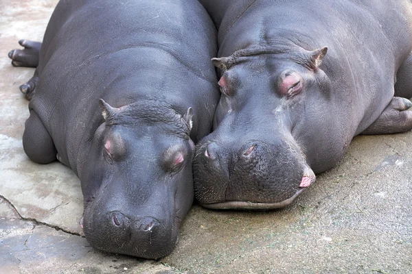 Hippopotamus couple resting together Stock Picture