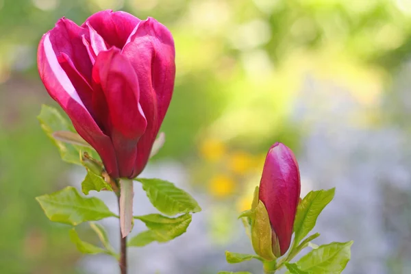두 개의 붉은 목련 꽃 봉 오리 스톡 사진