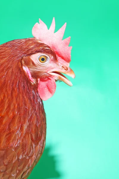 Brown hen on the green — Stock Photo, Image