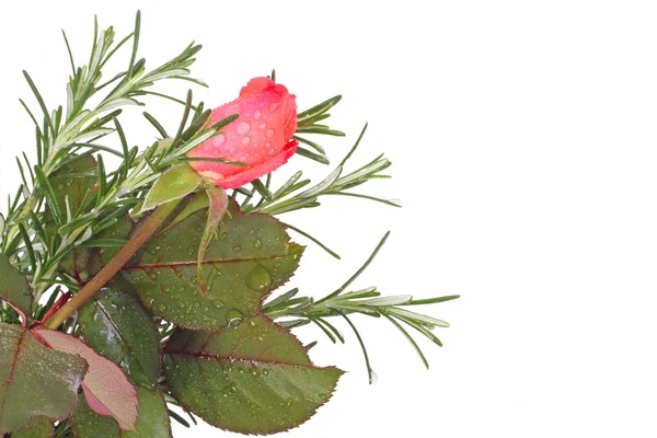 Rose ve biberiye kenarlık — Stok fotoğraf
