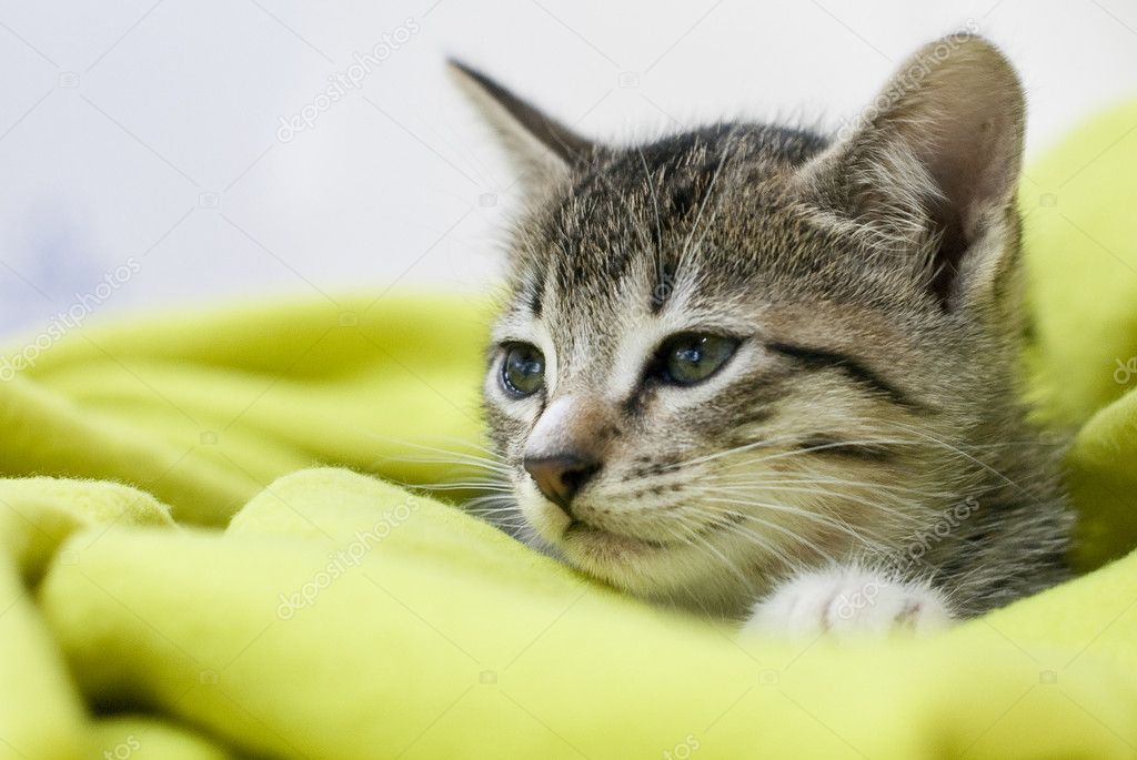 Kedi Stok fotoğrafçılık ©homydesign Telifsiz resim 2849625