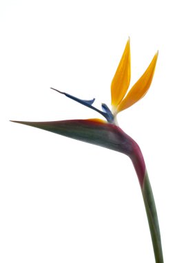 Bird of paradise flower clipart