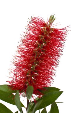 Kırmızı şişe-fırça ağaç (Callistemon)