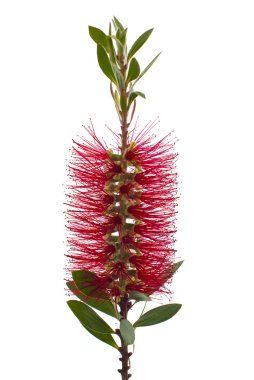 Kırmızı şişe-fırça ağaç (Callistemon)