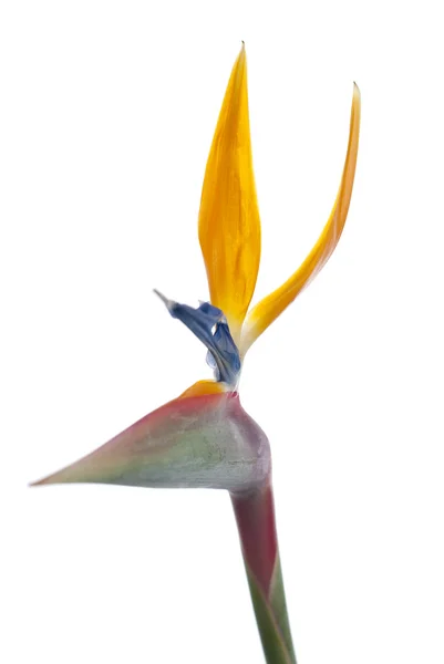 Птах райської квітки — стокове фото