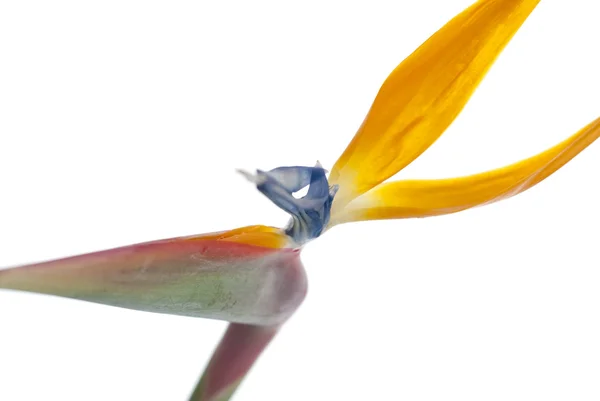 Bird of paradise flower — Stock Photo, Image