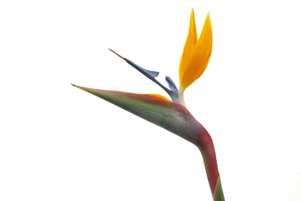 楽園の花の鳥 — ストック写真