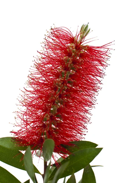 Árvore vermelha da garrafa-escova (Callistemon ) — Fotografia de Stock