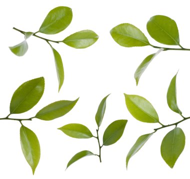 Camelia leafs clipart