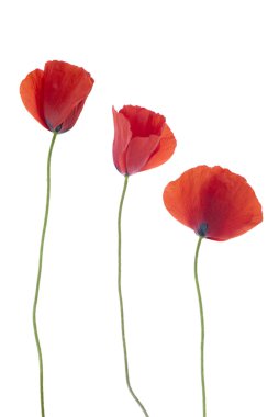 Three poppies clipart