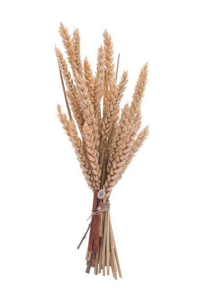 Ветка пшеницы — стоковое фото