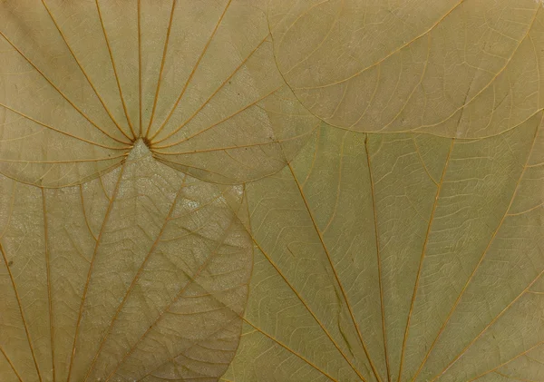 Textur der Blätter — Stockfoto