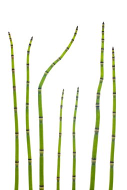 Reed clipart