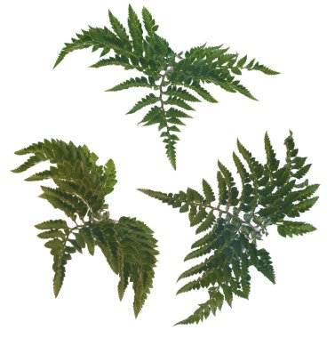 Fern leafs clipart