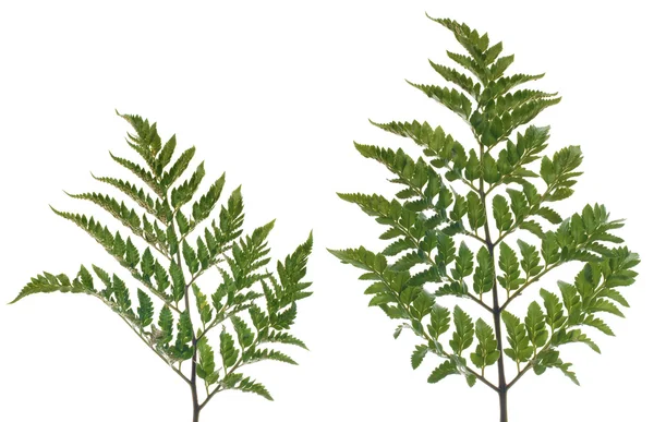 Fern leafs — Stock Photo, Image