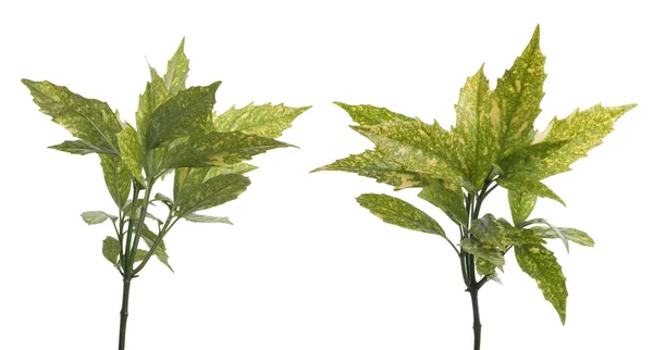 Větve zelené listy — Stock fotografie