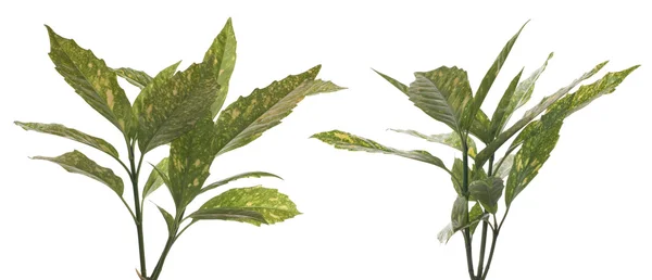 Förgrena sig av gräsplan leafs — Stockfoto