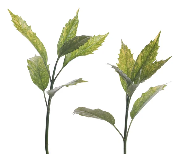 Oddział zielonych liści — Zdjęcie stockowe