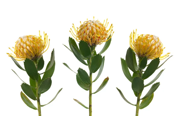 Pincushion Protea — Stock Photo, Image